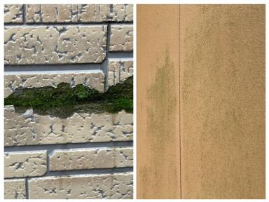 苔は洗えばOK？それとも工事が必要？